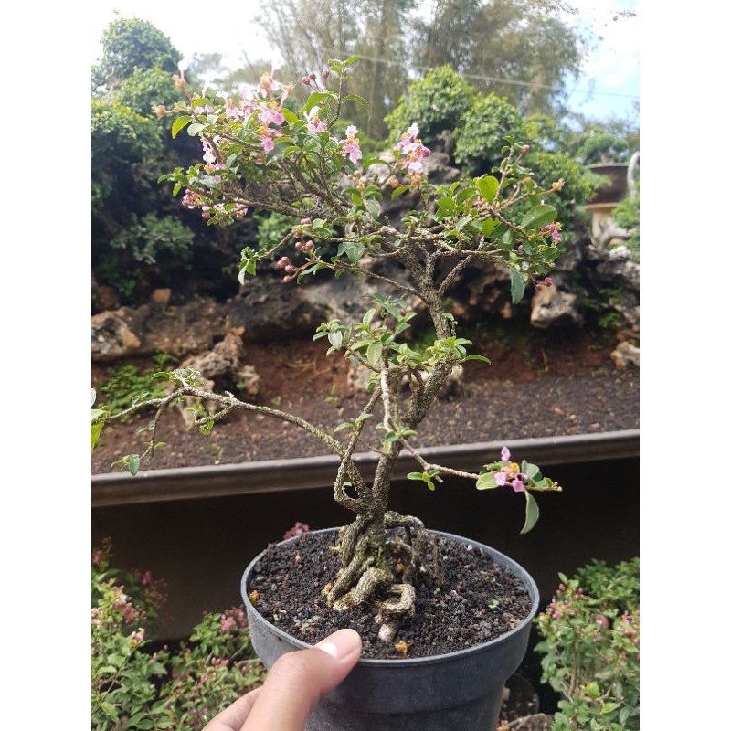 Tanaman hias bonsai sakura jepang mikro stok terbaru