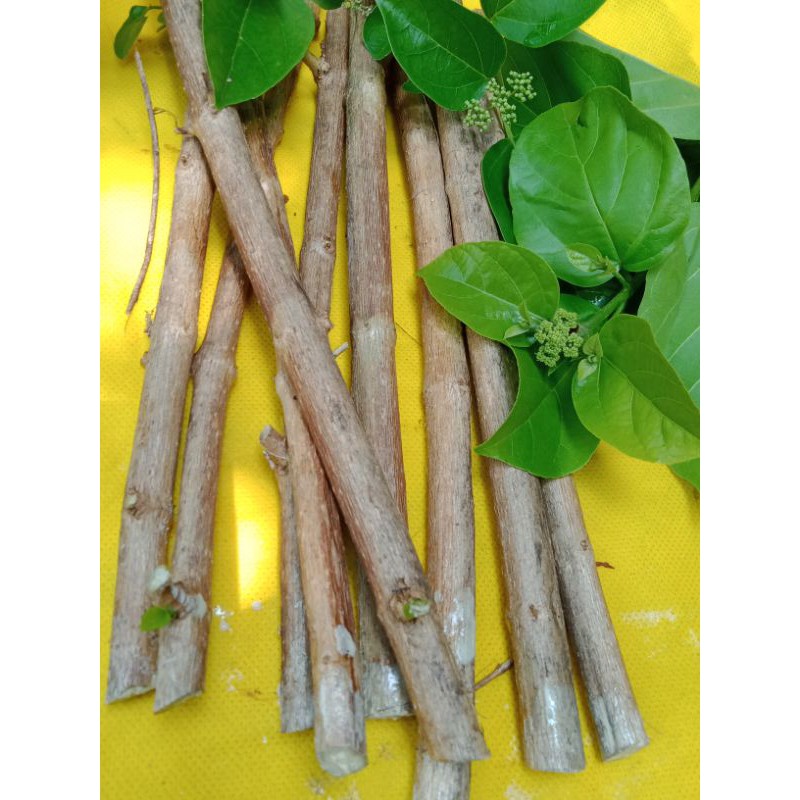 bibit cutting stek wahong gunung cocok untuk bonsai setek steck
