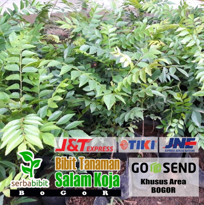 Paket 5 Bibit Salam Koja - Pohon Salam Koja