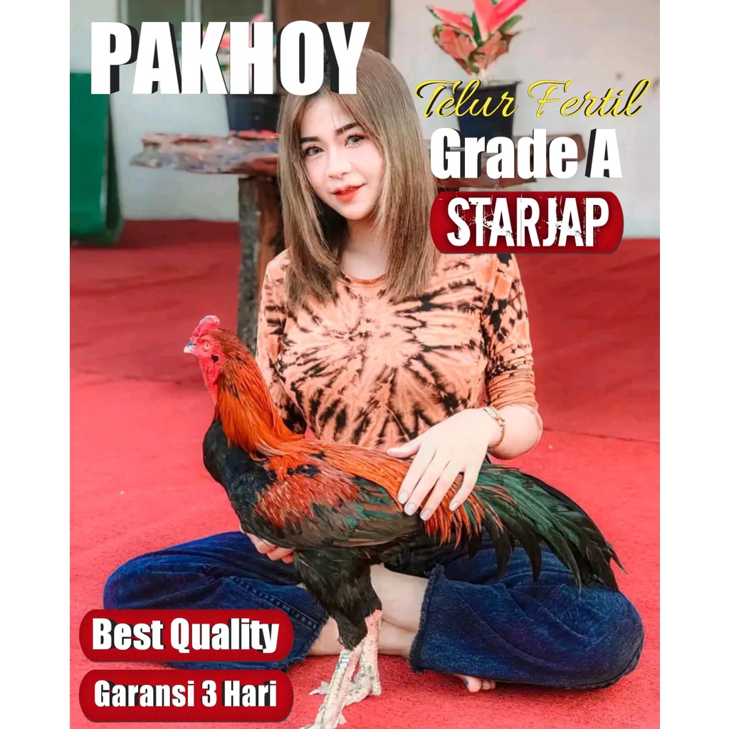 ayam bangkok asli thailand telur fertil original pakhoy brakot brutal