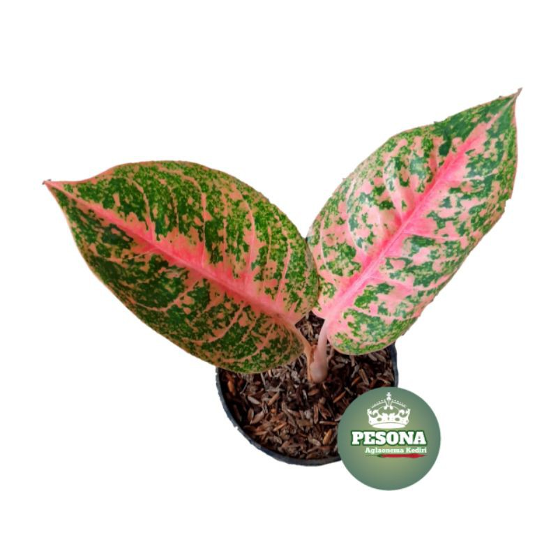 AGLAONEMA BIBIT HARLEQUEEN AGLONEMA HIAS IMPORT