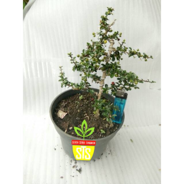 Bonsai Hokiantea