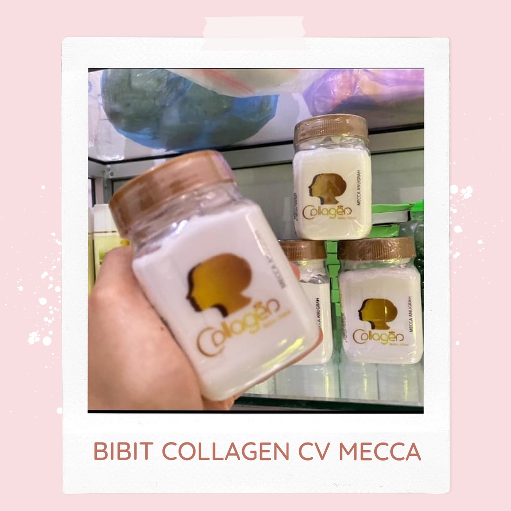 100% ORIGINAL PABRIK BIBIT COLLAGEN CV MECCA ANUGRAH RUMAH CANTIK