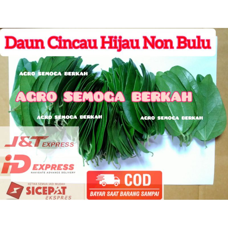 

Daun Cincau Hijau Rambat 100 gram/Termurah/Stok Terbatas
