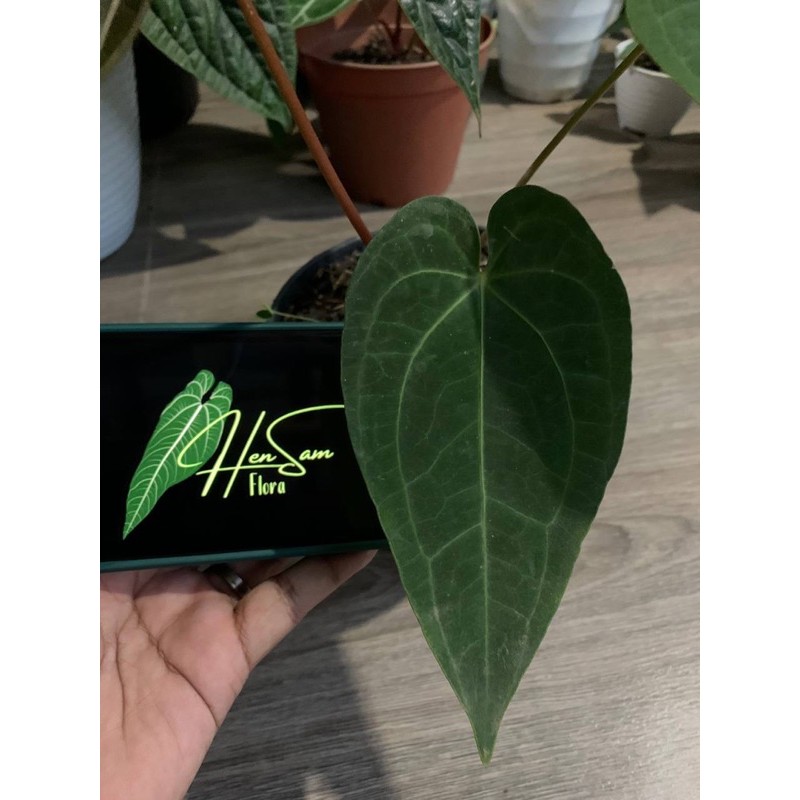 Anthurium warocqueanum x ace of spades / Lidah gajah hybrid