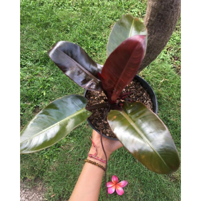 philodendron black kardinal
