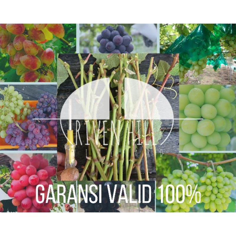 entres anggur import, trans, akademik, ninel, nizina, everest, dubovsky pink, shine muscat, pione, s