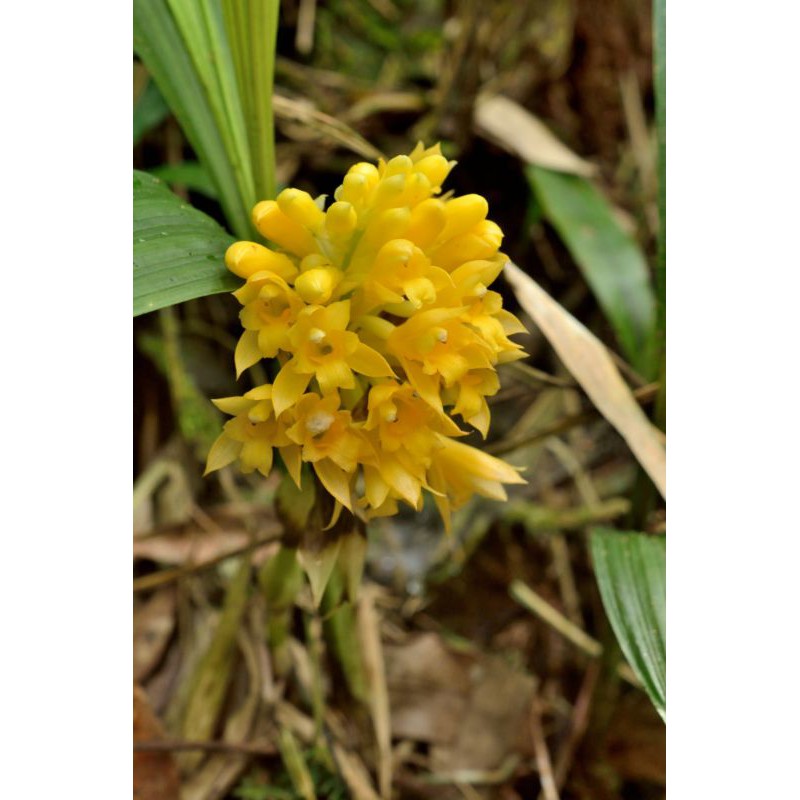 bibit anggrek calanthe densiflora / anggrek tanah calanthe densiflora kuning cantik