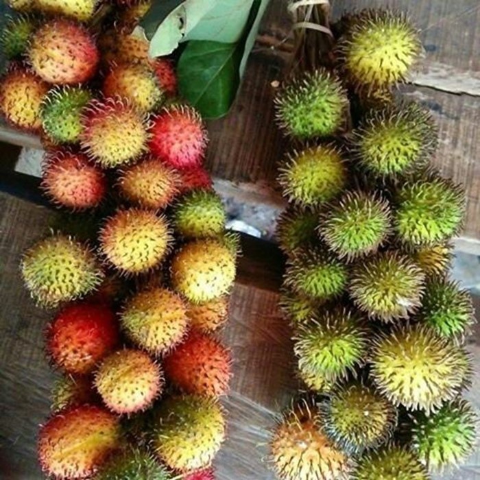 Bibit Tanaman Buah RAMBUTAN RAPIAH Premium