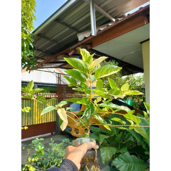 Sancang Variegata golden