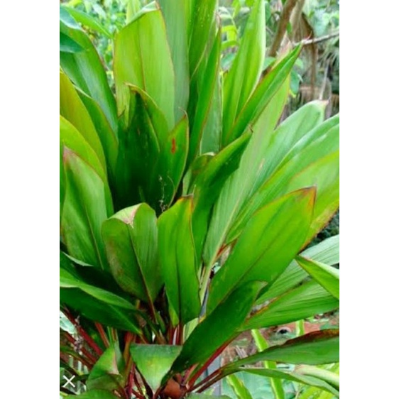 

daun hanjuang perikat