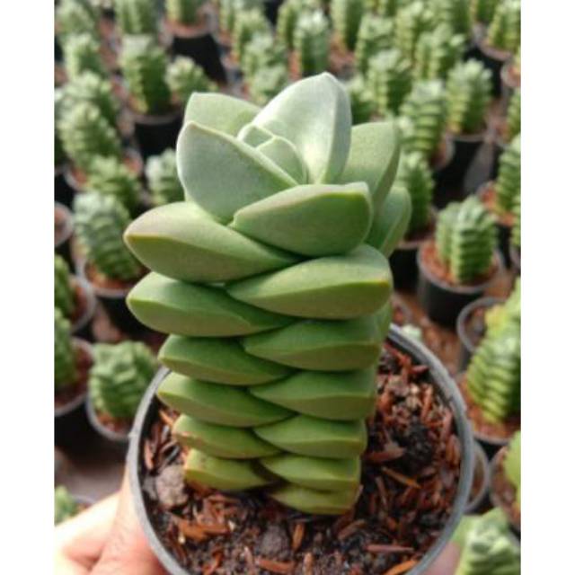 Kaktus Sukulen Crassula Moonglow