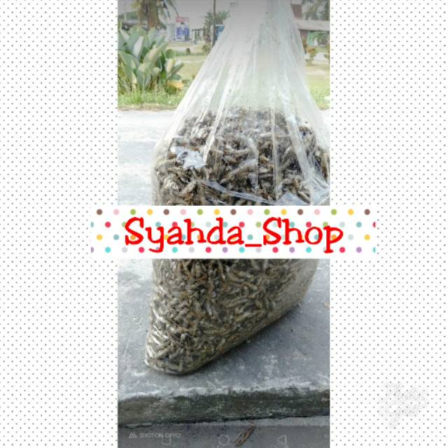 

Ikan Bilih ORI Danau Singkarak 1kg