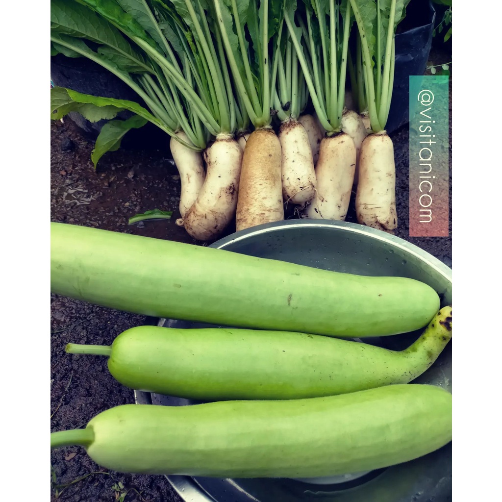 

Sayur labu air by surga kebutuhan ku water gourd vegetable marrow umbi