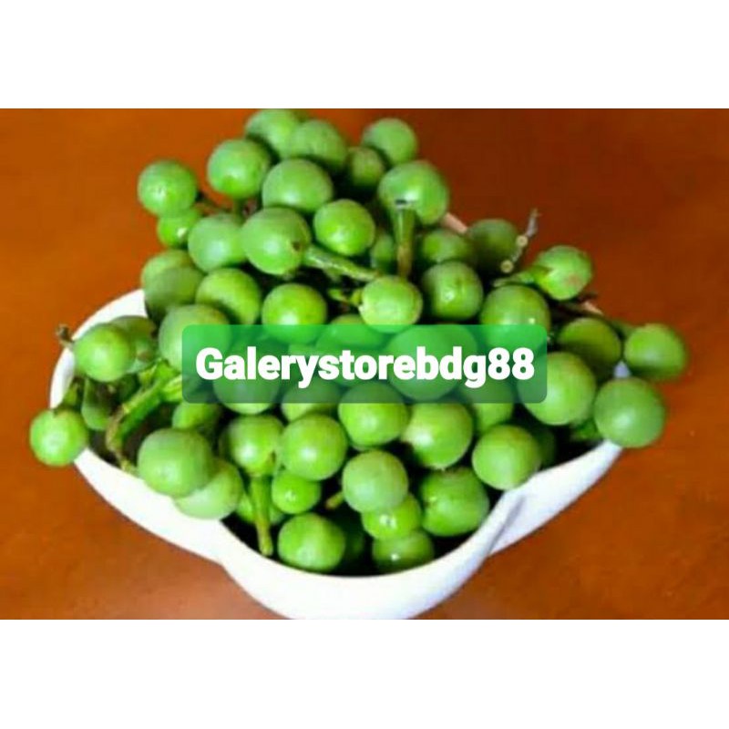 

Buah cepokak atau takokak segar / herbal mata minus 500 gram