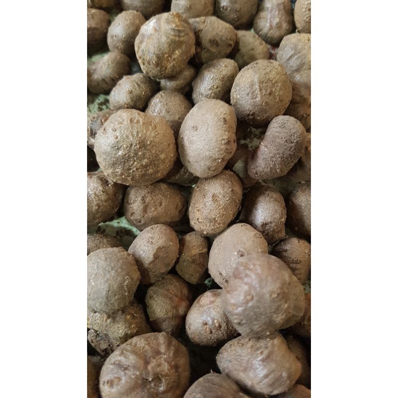 5kg BIJI KATAK SUPER DORMAN BIBIT TANAMAN PORANG