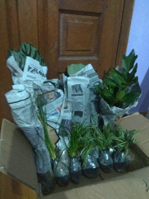 Tanaman Hias Calathea Silver Back / Pohon Calathea Silverback Meranti Macan