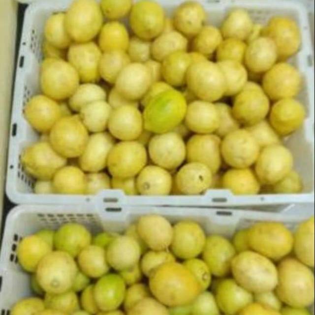 

Jeruk lemon