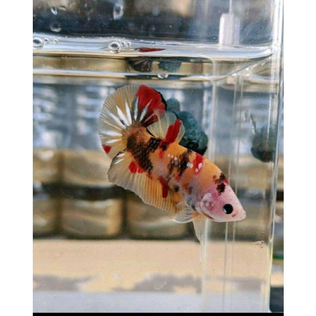 ikan cupang nemo koi pejantanan+bonus