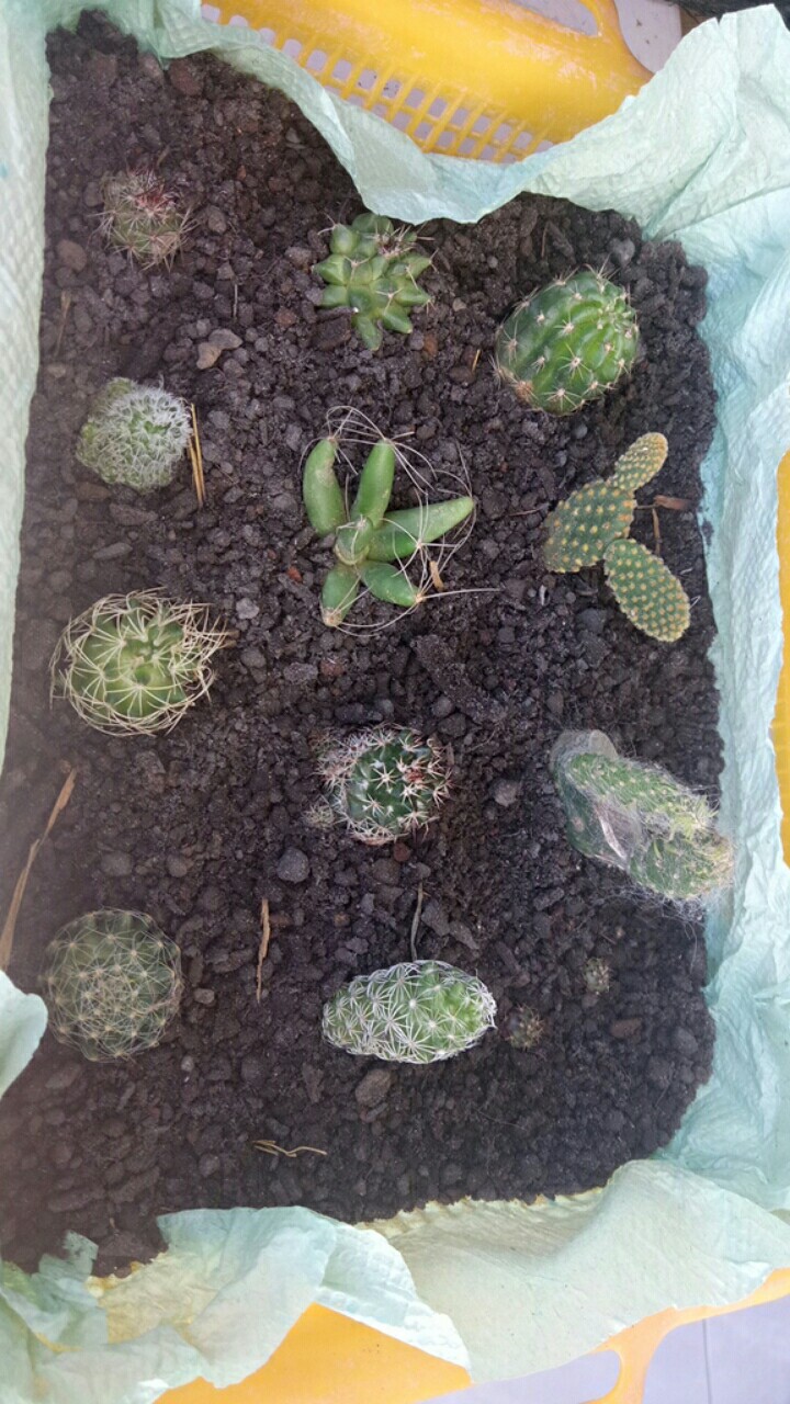 Ownroot Murah (bisa Pilih Kode)