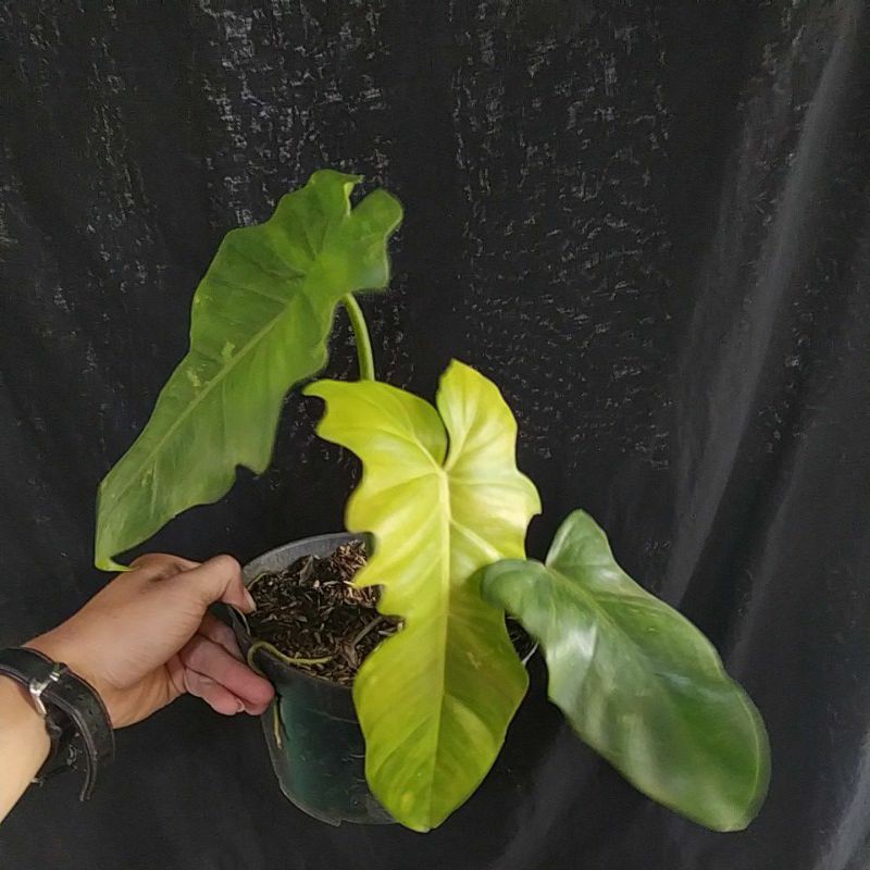 philo dragon golden varigata