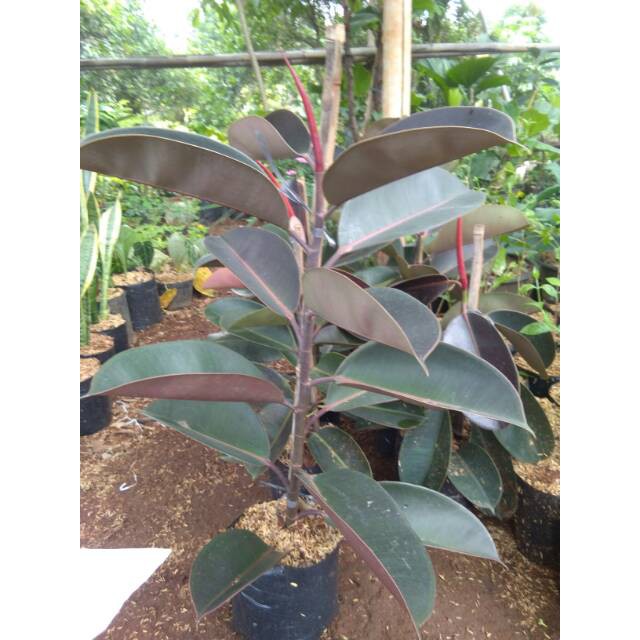 _ Tanaman karet kebo ficus elastica tanaman obat setruk obat herbal pohon beringin rubber plant _