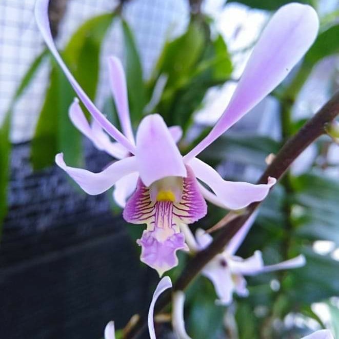 Dendrobium lineale blue DEWASA JUNGLE
