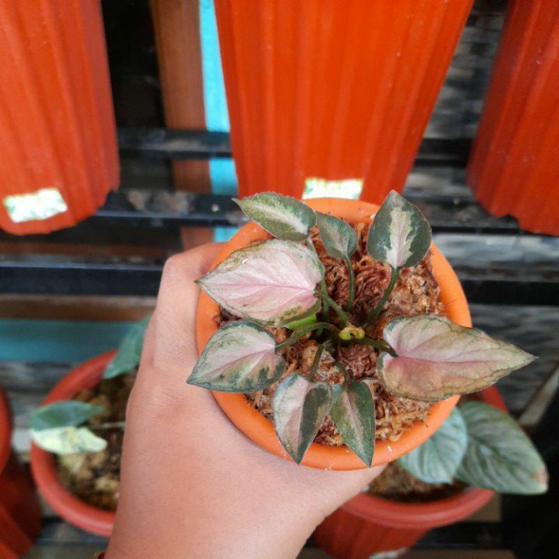 Tanaman syngonium pink minyak