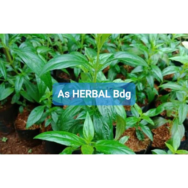 

Daun sambiloto segar per 50 lembar