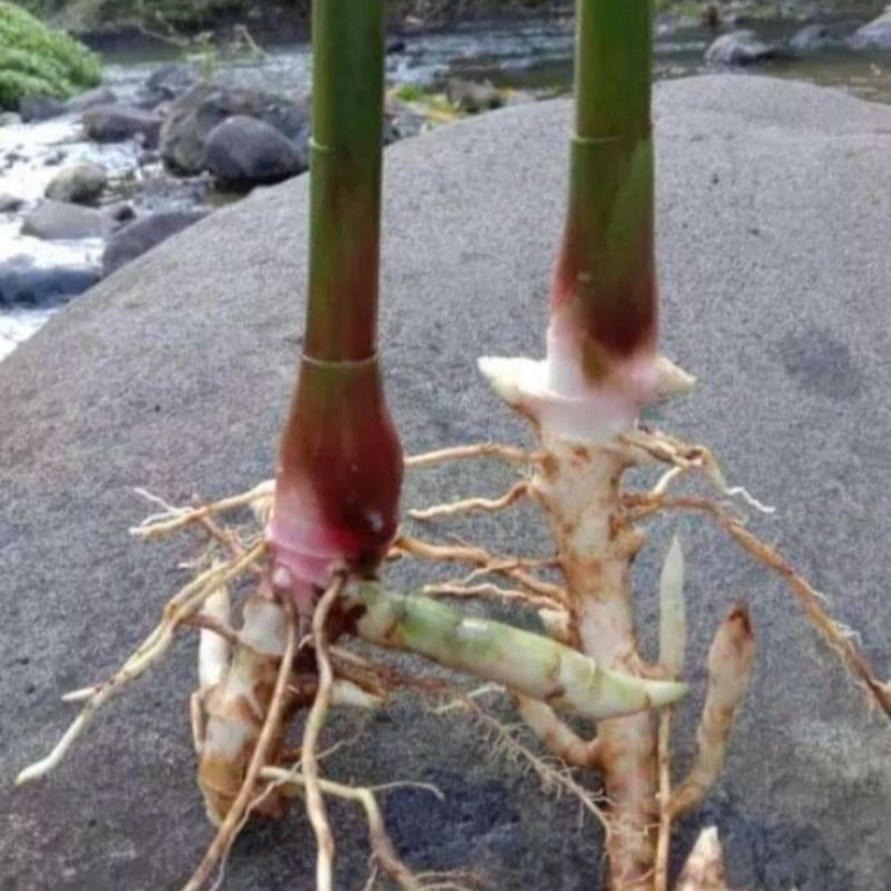 kapulaga hibrida/lokal/bibit unggulan/cepat bebuah/beli 20 free 3