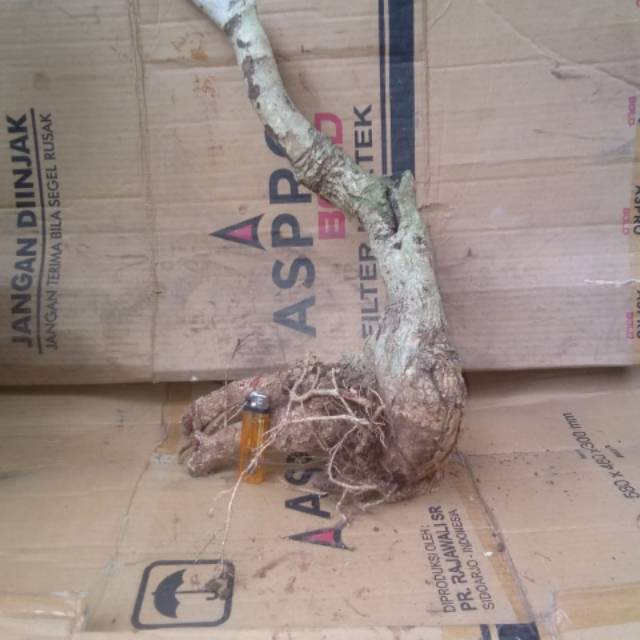 Bahan bonsai walikukun super berkarakter