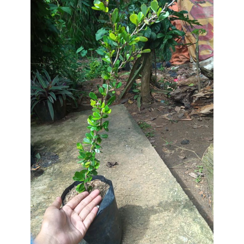 bibit bonsai saeng simbur lokal
