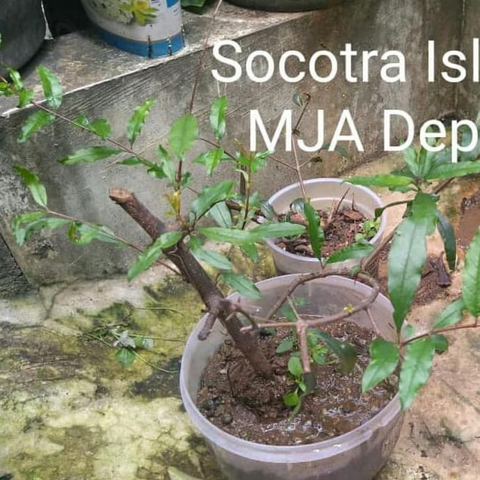 bibit delima hitam asli Iran Asia barat / bibit tanaman delima hitam ratele992 Murah