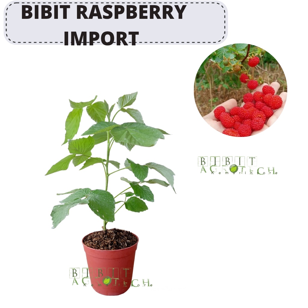 Bibit Black Raspberry Import/ Raspberry Hitam full manis