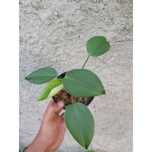 Tanaman Philodendron Rugosum  Philodendron Pig Skin