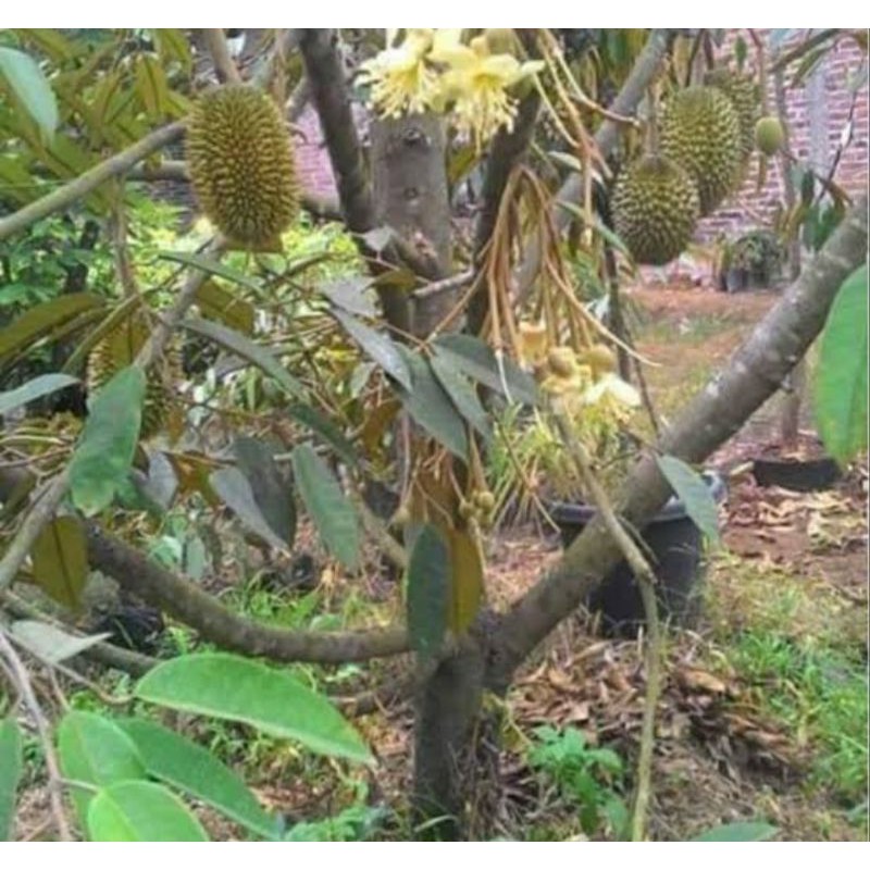 Bibit Durian Super Tembaga Asli cepat berbuah