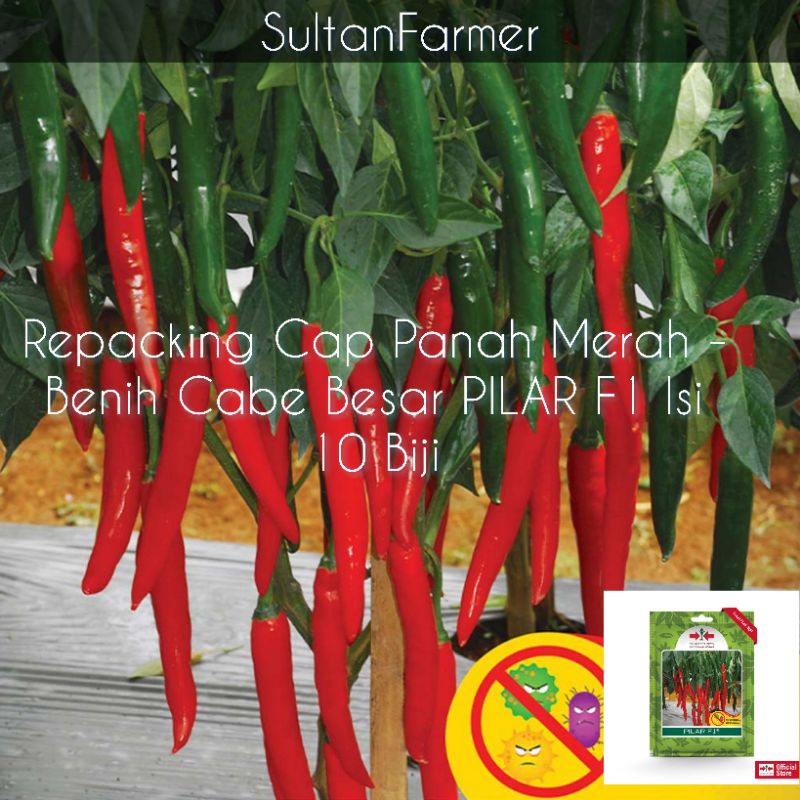10 Benih Cap Panah Merah - Benih Cabe Besar PILAR F1 Repacking