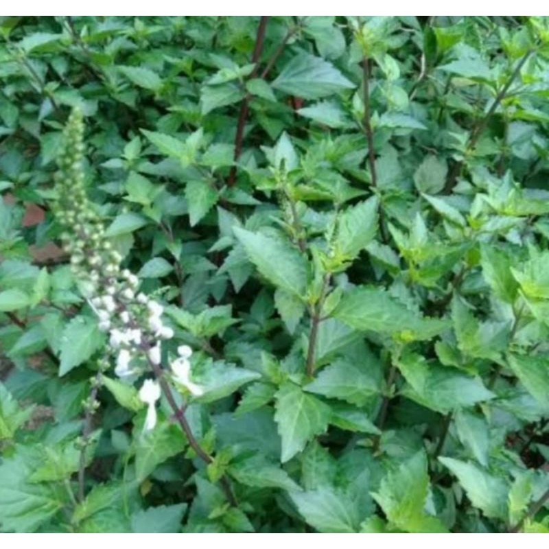 

Daun Kumis Kucing segar 500 gram