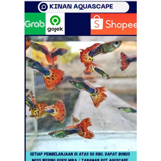 GUPPY DRAGON / COBRA JANTAN