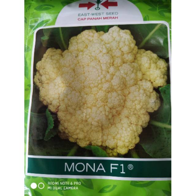 Benih bunga kol mona F1 250btr