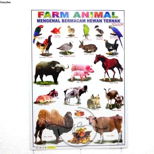 [SG-DS] Poster Berbagai Macam Hewan Ternak