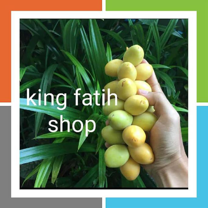 

Kualitas Terbaik Kurma Muda Promil Kuning Barhee Fresh Mengkel