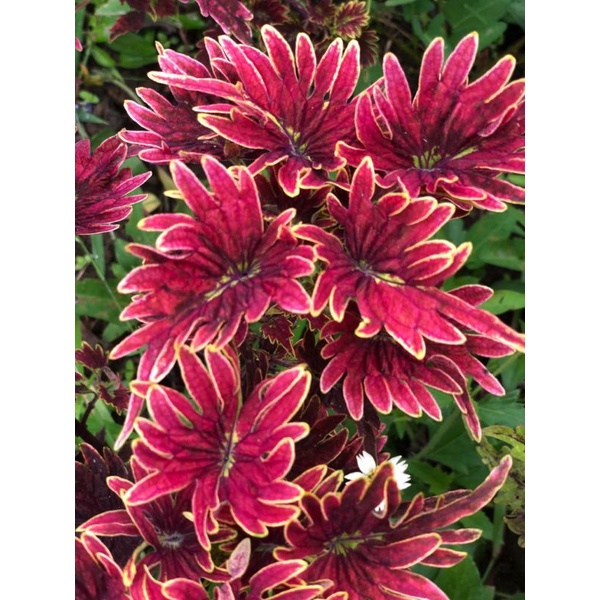 Miana unik/Miana langka