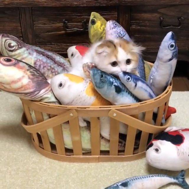 Catnip / catnip boneka / catnip ikan / catnip serbuk / catnip grosir / boneka catnip / catnip murah