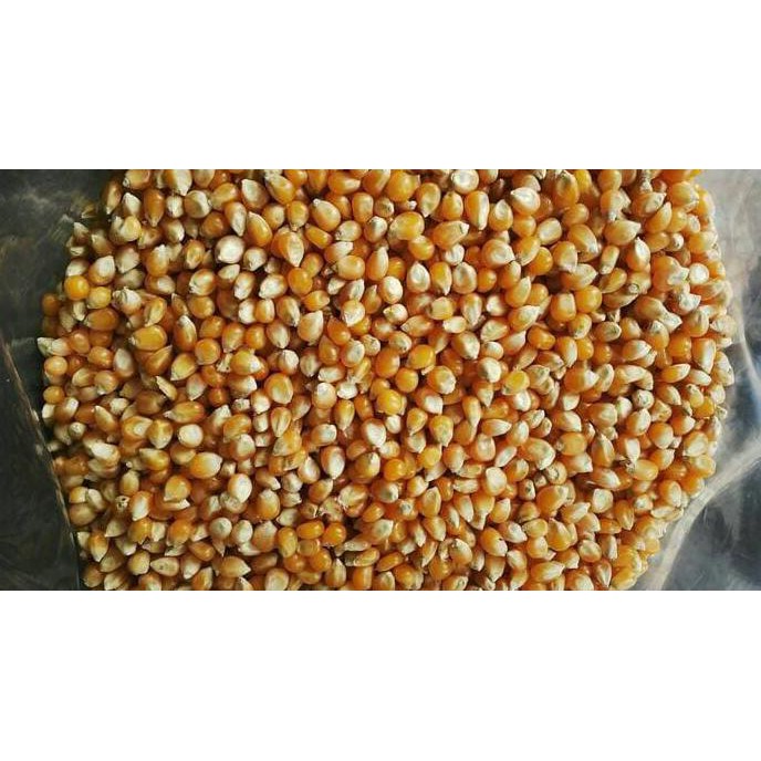 

SPECIAL!! JAGUNG POPCORN IMPORT 1Kg