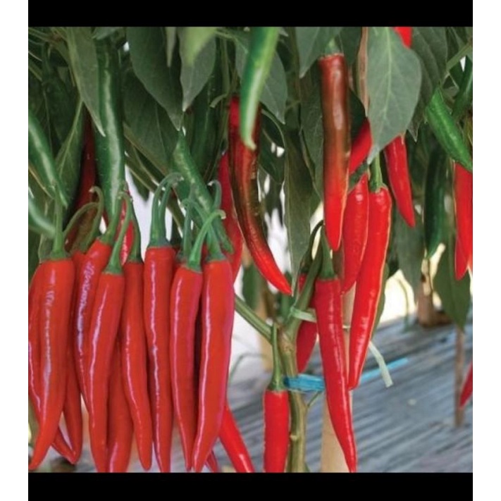 benih cabe merah besar/tanjung