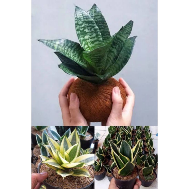 paket tanaman hias - 3 paket tanaman lidah mertua mini