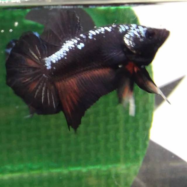 Ikan Cupang Plakat Black samurai