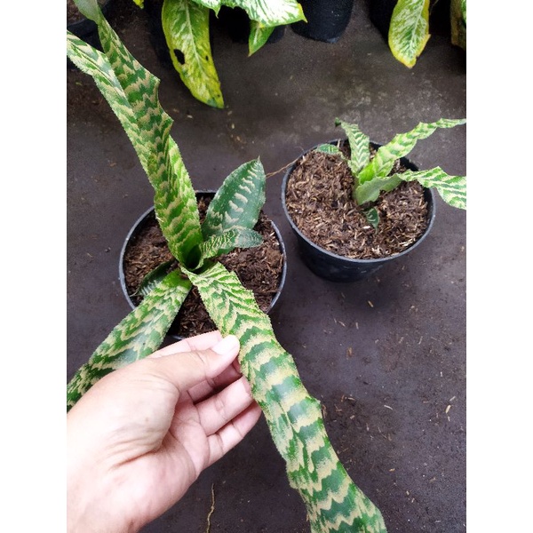 bromelia tokek hijau cantik