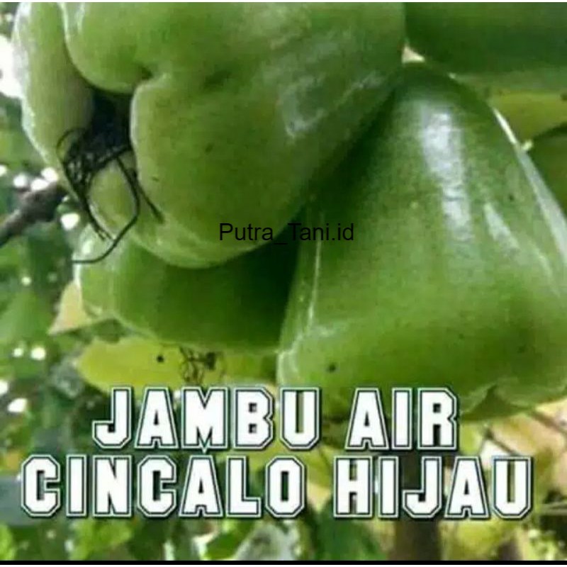 Bibit jambu air cincalo hijau